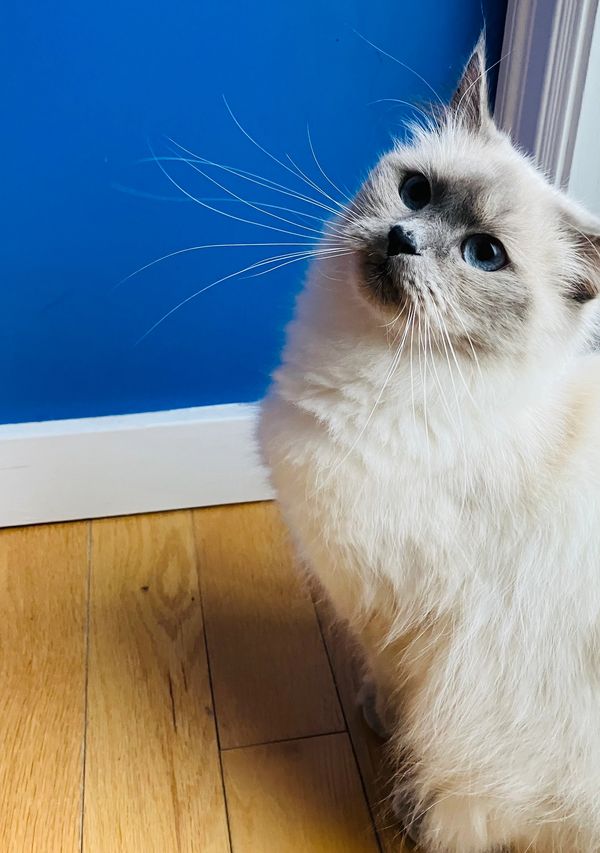 Moubani Cats Seattle Siberian Cats LowAllergen Cats